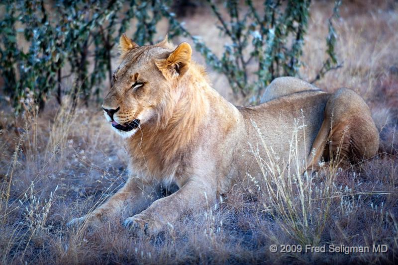 20090609_172054 D3 X1.jpg - Lions live mainly in savanah and grassland.  They are the next largest cat next to the Tiger